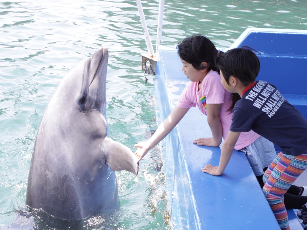 イルカと遊ぼう！