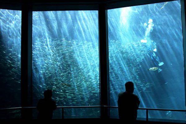 マイワシ1万匹が乱舞する様は“イワシトルネード！