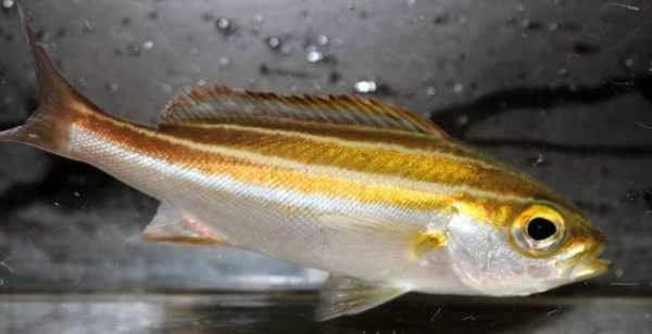 “年男が考えた干支水槽”