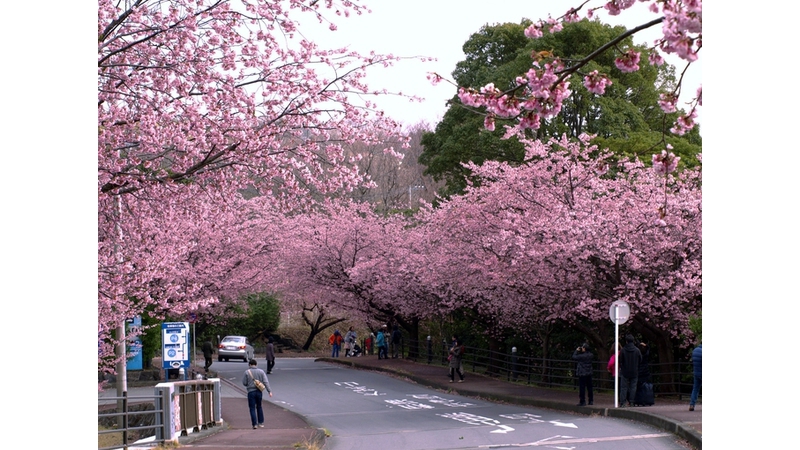 おおかん桜まつり 観光と暮らしの伊豆フル