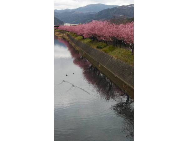 ❀今朝の河津桜❀