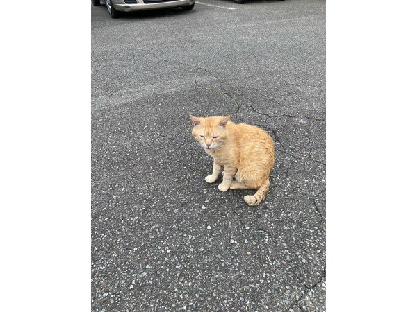 =^_^=野良猫ちゃん=^_^=