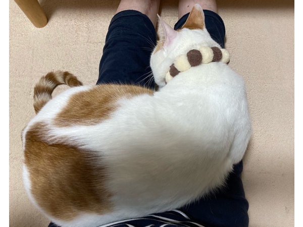 =^_^=猫の気持ち=^_^=