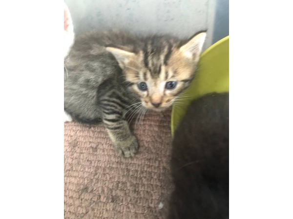 =^_^=またまた猫ちゃんです=^_^=