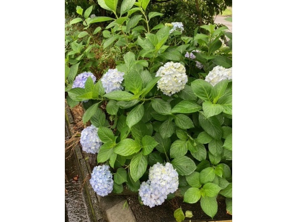 ＊紫陽花＊