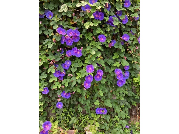 ❁西洋朝顔❁