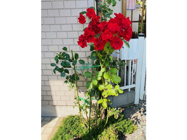 【薔薇】