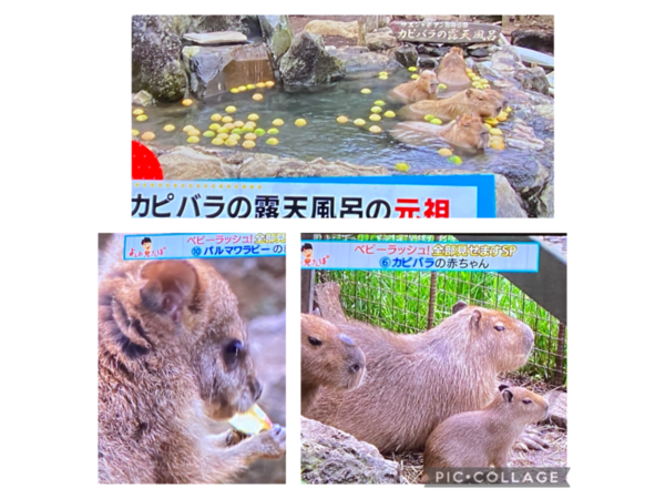 ＃シャボテン公園　赤ちゃんラッシュ＃