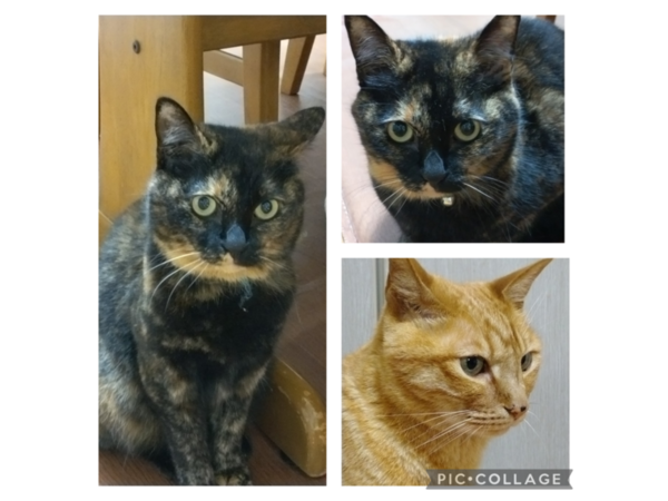 =^_^=　ROROちゃん　=^_^=