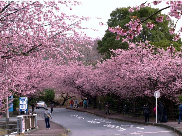 おおかん桜まつり