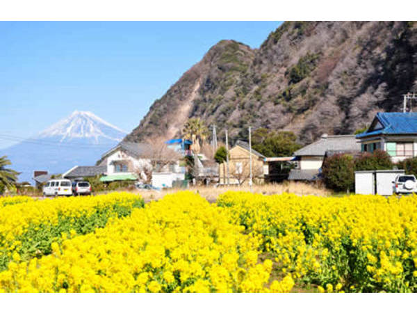 井田菜の花まつり　