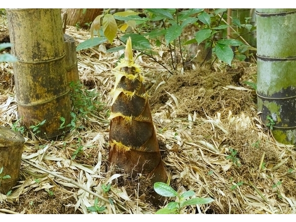 伊豆高原たけのこ村