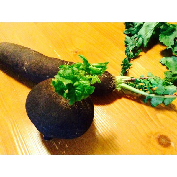 黒大根 Ｂｌａｃｋ　ｒａｄｉｓｈ