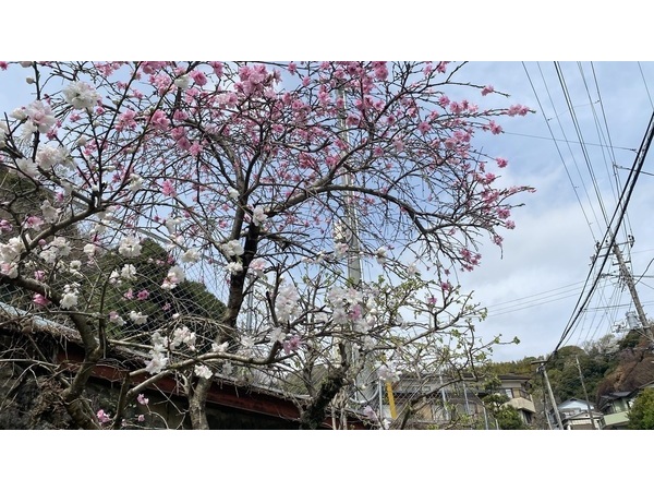 オフィス前　モモの花