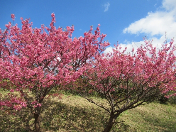 土肥桜まつり