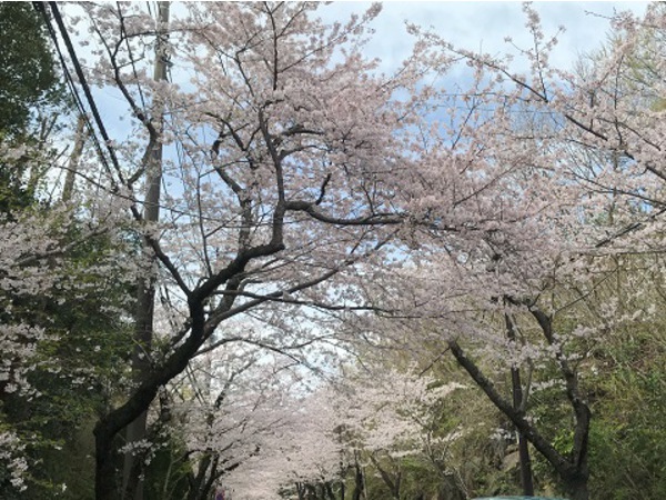 お花見ドライブ　ソメイヨシノ編