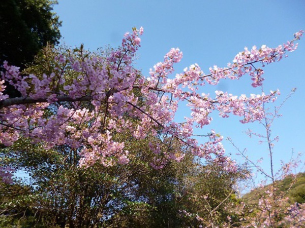 河津桜ドライブ