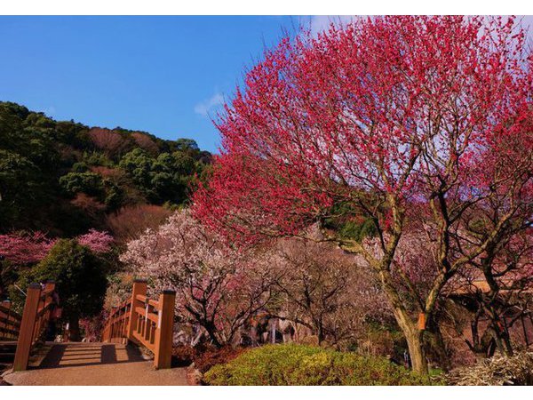 第77回熱海梅園梅まつり