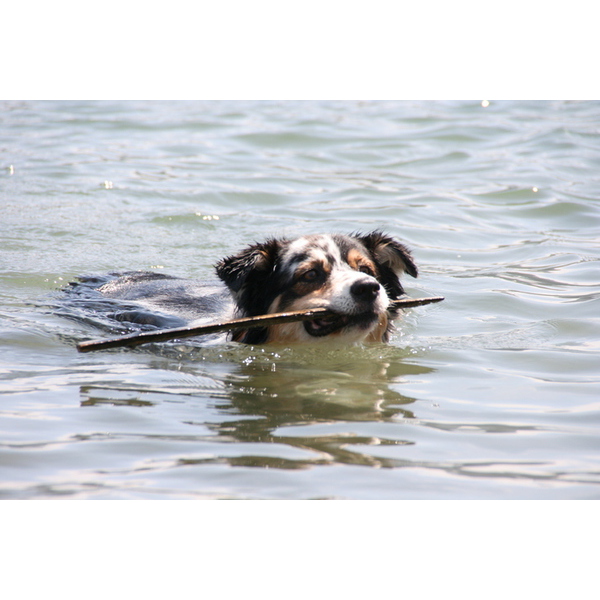 伊東の海水浴場　ワンちゃん同伴について！