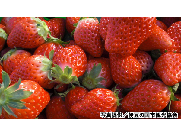 平成２６年度のいちご狩り開園です