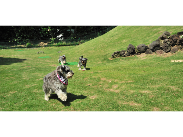 ワンコ初めての旅行　安心の宿　ビスキーハウスのご案内