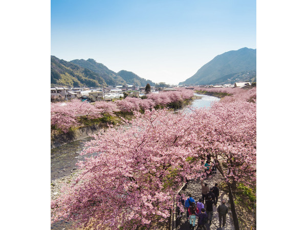 第25回河津桜まつり