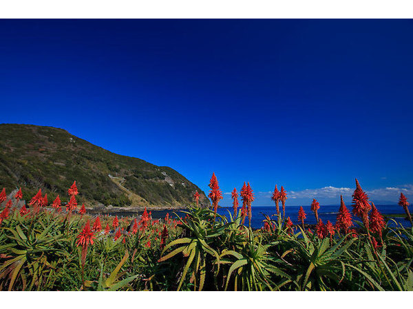 白浜・アロエの花まつり