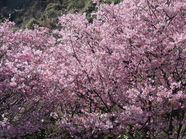 2016伊豆高原桜祭り　ステージ1