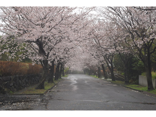 桜と雨
