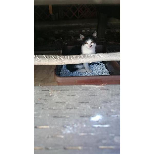 野良猫と家猫