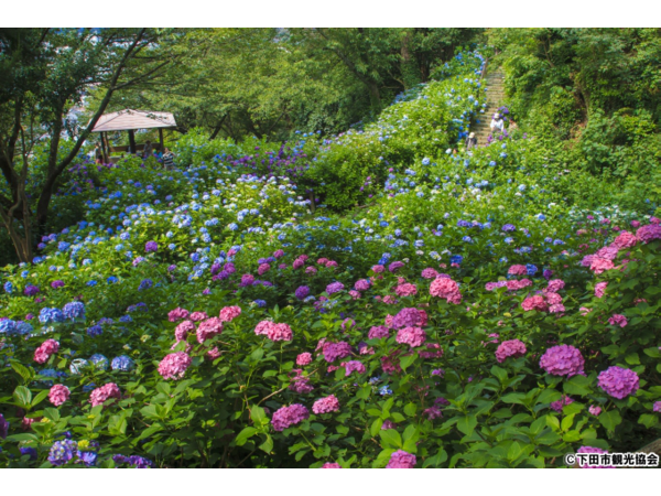あじさい祭