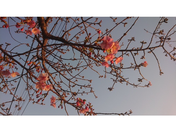 河津桜