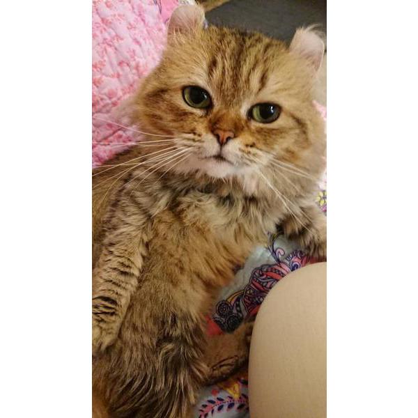 ドアを付けますよー