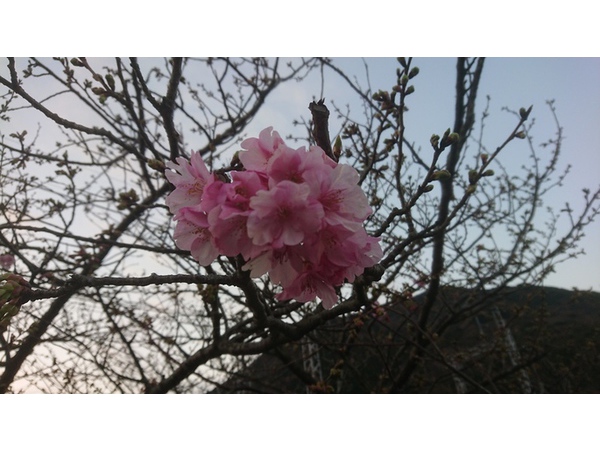 河津桜 2/5