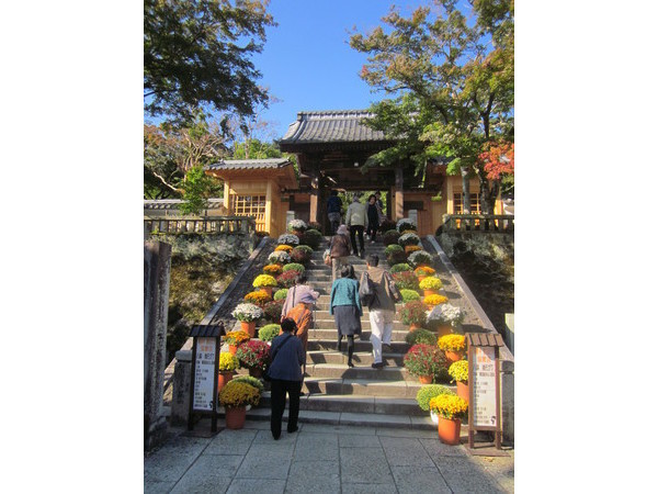 修善寺　菊飾り