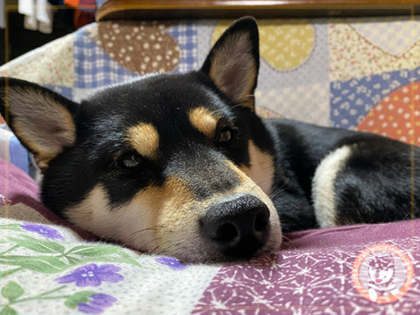 お正月体重が･･･( ；∀；)