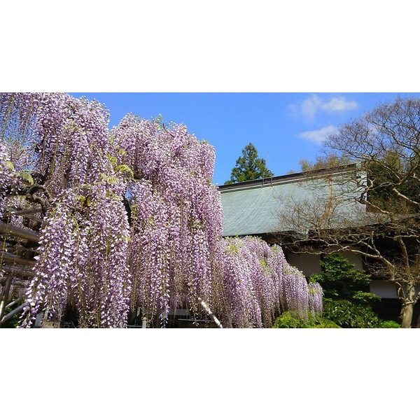 林泉寺の藤