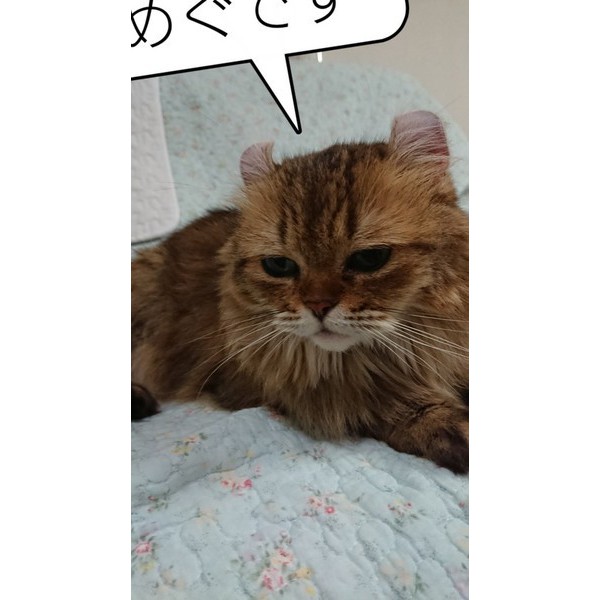 そろそろ卒業生を★アメリカンカール