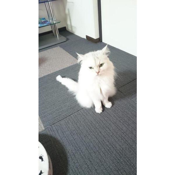 ふじ子のしっぽは？