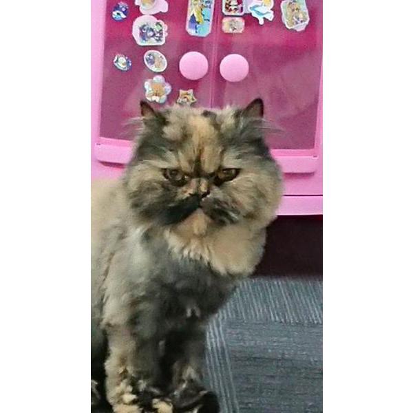本日は