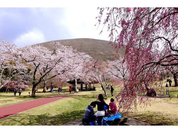 第40回 伊豆高原桜祭り（さくらの里）