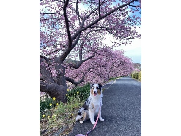 伊豆は春を先取り！　ひと足早く春満開(^^♪