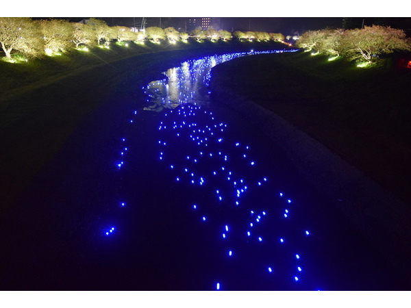 青野川夜桜流れ星