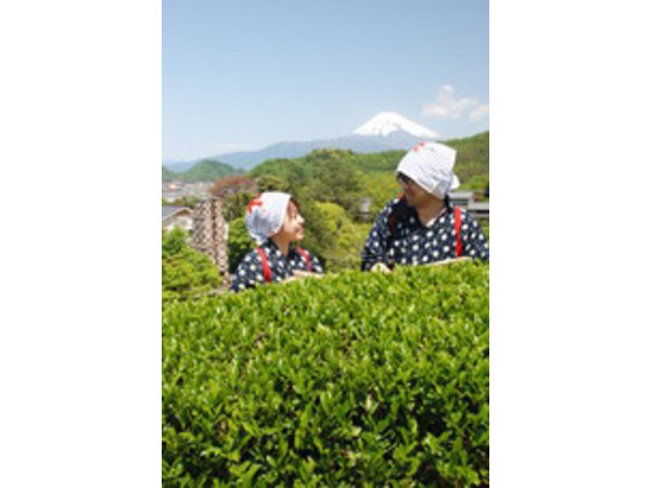 チャレンジ茶摘体験＜春＞