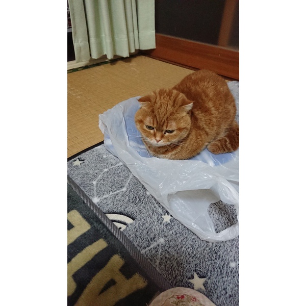 はなちゃんのベット