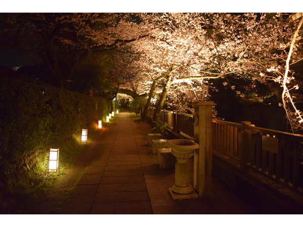 松川夜桜