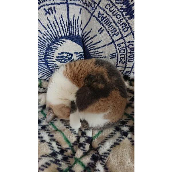 猫は