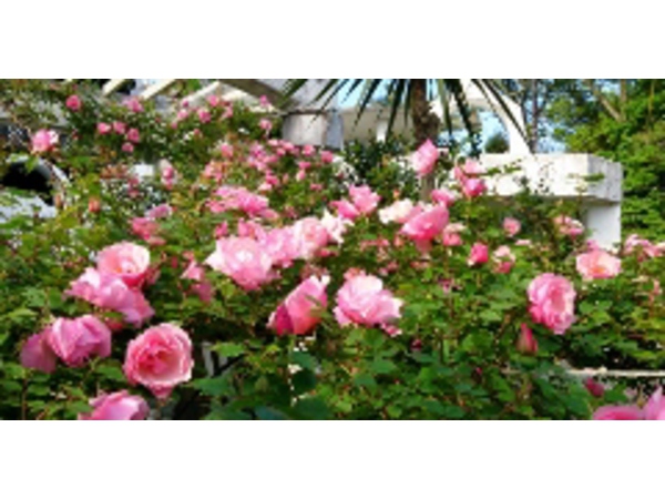 薔薇ジャム発売開始！
