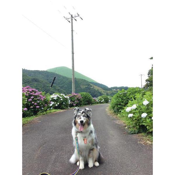 伊豆高原花しょうぶ園と池の紫陽花