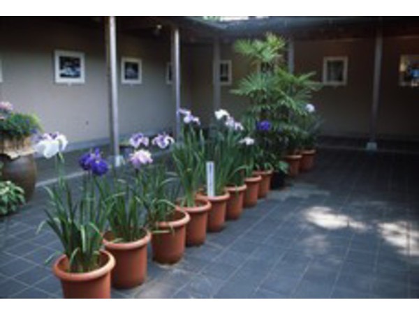 花しょうぶまつり